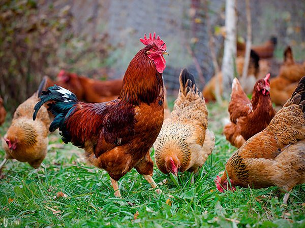 Породы куриц | ЗооТом - продажа, вязка и услуги для животных в Ревде