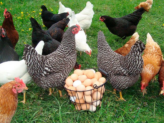 Содержание кур и уход за ними | ЗооТом - продажа, вязка и услуги для животных в Ревде