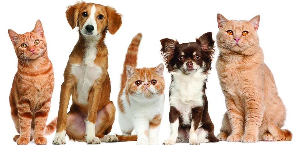 Доска объявлений о животных | ЗооТом - продажа, вязка и услуги для животных в Ревде