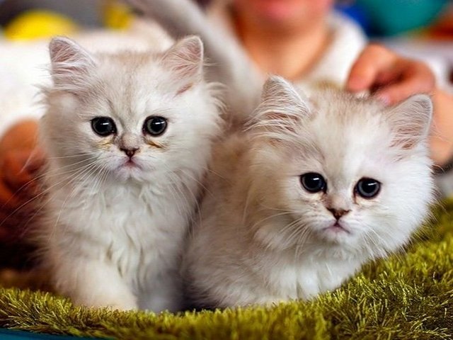 Породы кошек в Ревде | ЗооТом портал о животных