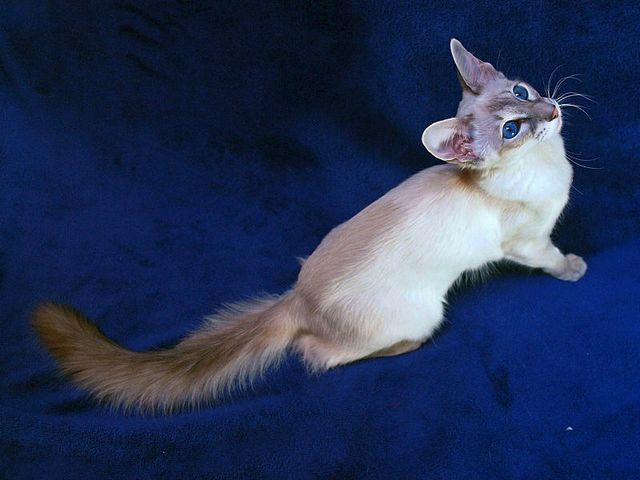 Выведенные породы кошек в Ревде | ЗооТом портал о животных