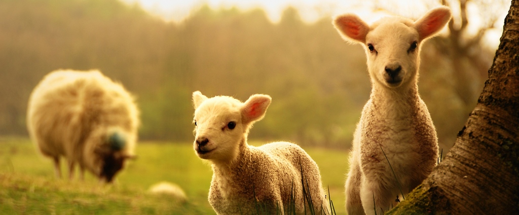 Объявления о сельскохозяйственных животных | ЗооТом - продажа, вязка и услуги для животных в Ревде