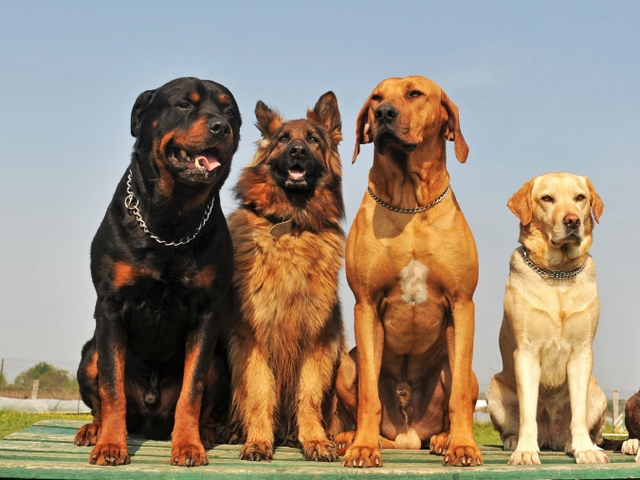 Крупные породы собак в Ревде | ЗооТом портал о животных